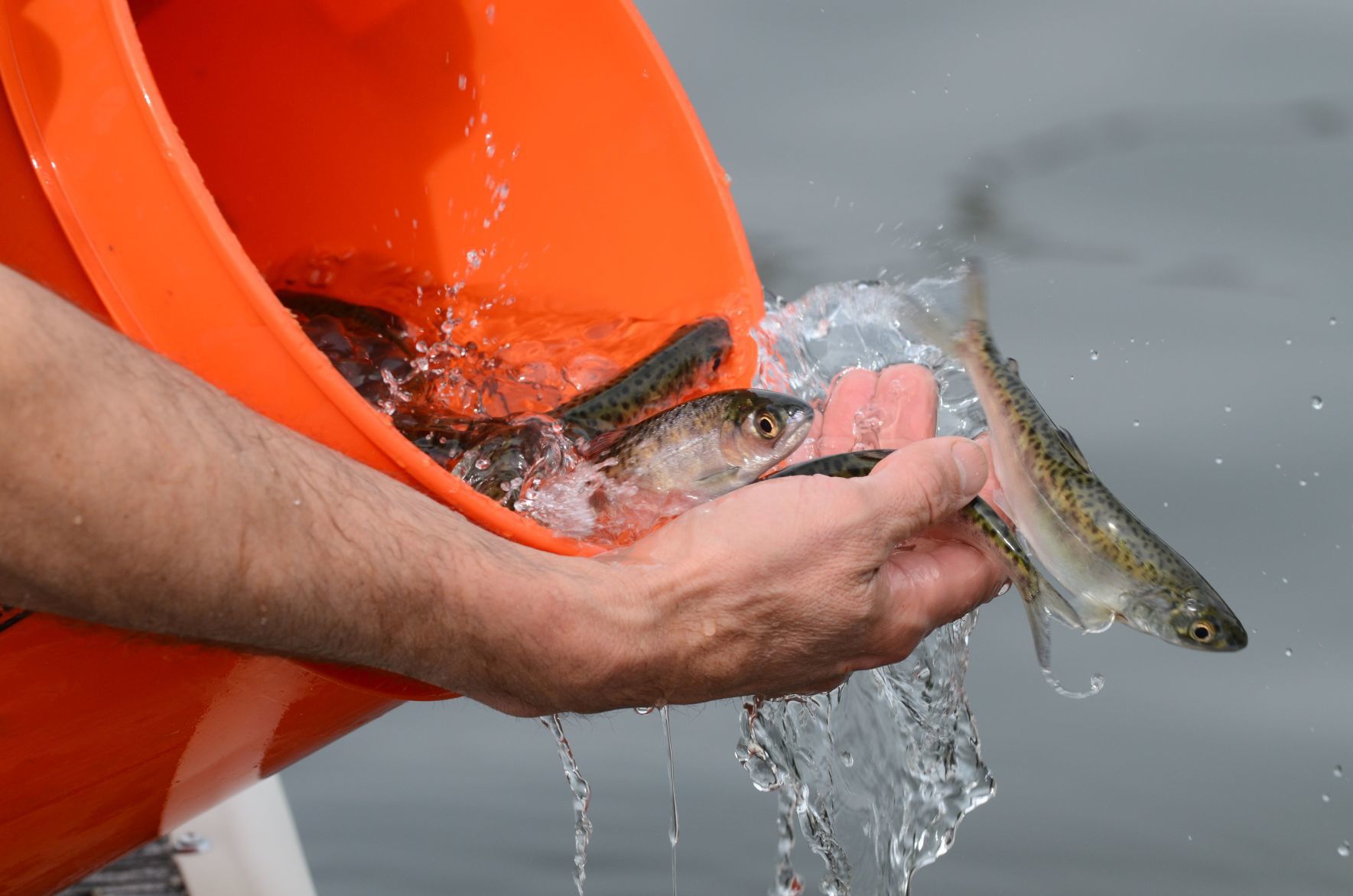 Chinook smolts